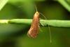 Nematopogon sp.